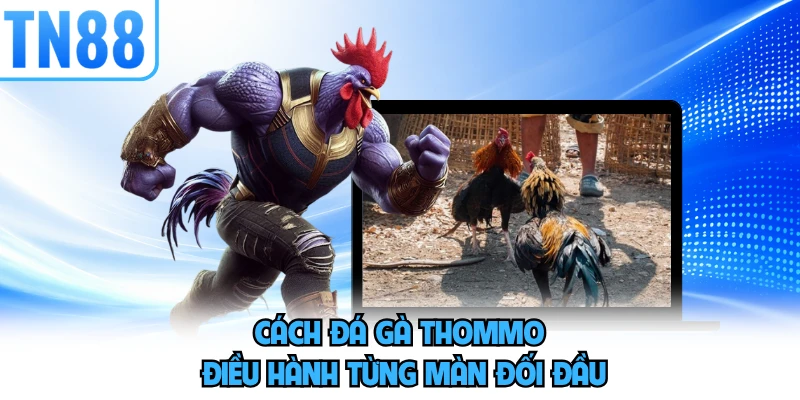 Cách đá gà thommo điều hành từng màn đối đầu